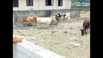 Oxytocin Injections: In Chandigarh, cattle drugs give a quick high ...