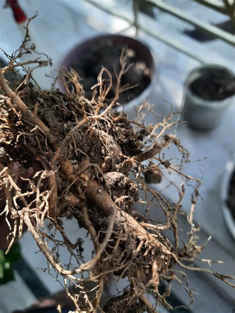 Image result for Root Rot Hibiscus