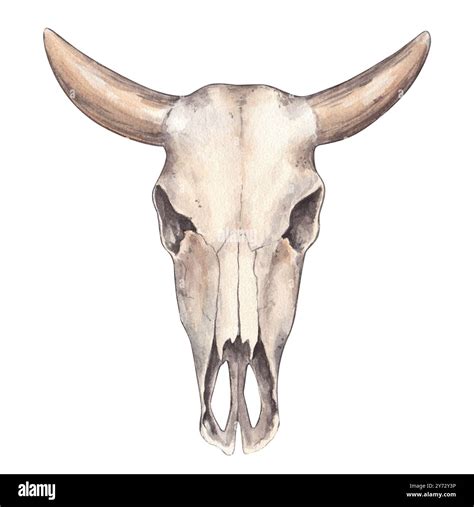 Cow Skull Clip Art