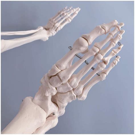 Buy Educational Model Life Size Lower Limb Model Lower Limb s Model ...