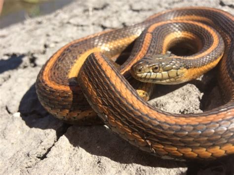 ESA-Listed Species in California | U.S. Fish & Wildlife Service