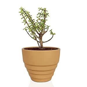 Lasaki Carlos Small Ginger Ceramic Pots for Indoor Plants, Planters ...