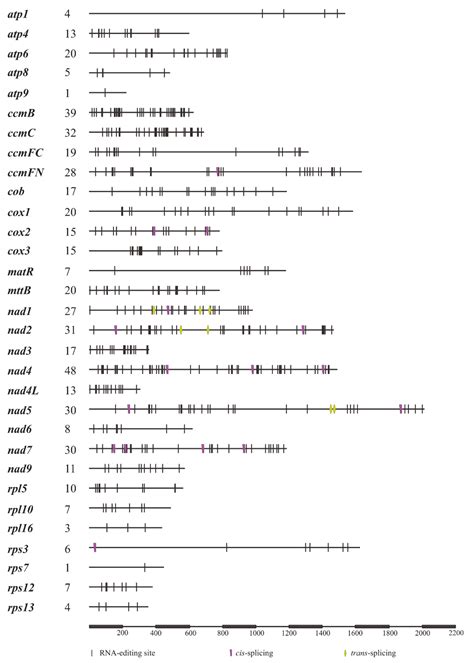 The Mitogenome of Sedum plumbizincicola (Crassulaceae): Insights into ...