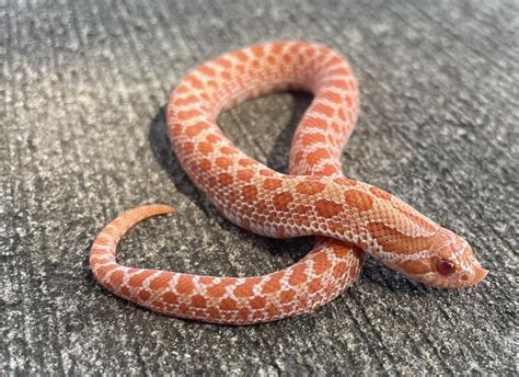 PPA Western Hognose Snake for sale | Snakes at Sunset