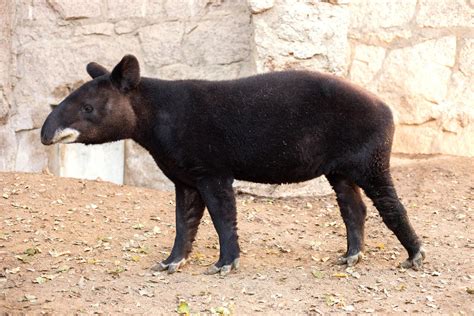 Are Mountain Tapirs Dangerous at Frank Rueb blog
