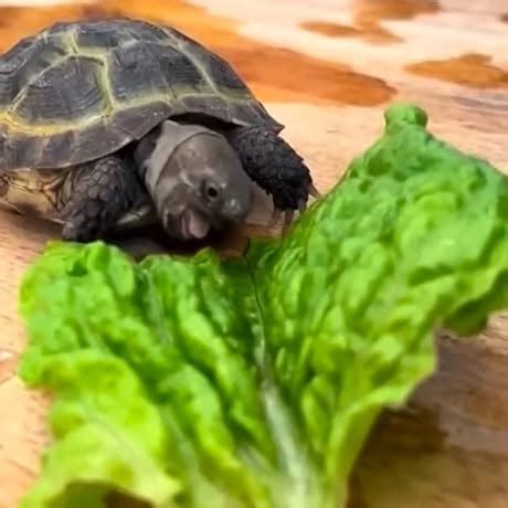 Buy Mastering Google Sheets Book Online at Low Prices in India ...