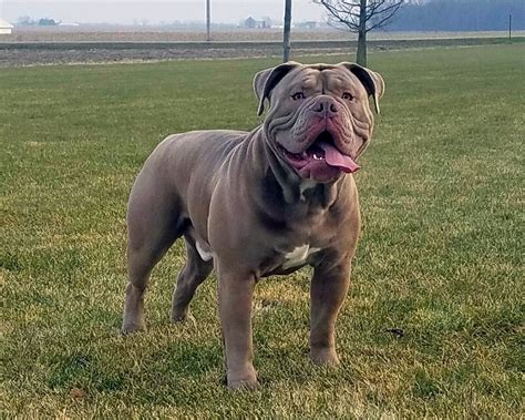 Olde English Bulldogge | Bully Breeder's Association