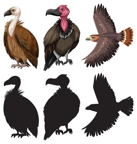 Vulture clipart Images - Free Download on Freepik