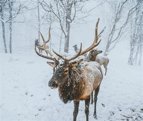 A Magical Christmas Adventure - Varysburg, NY - Hidden Valley Animal ...