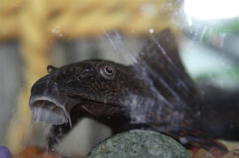 Image result for Poisson Animal