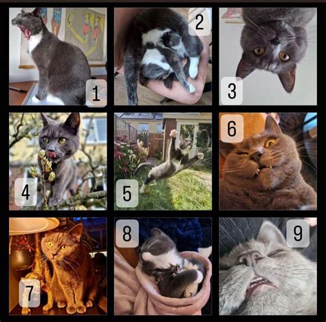 How are you feeling today? Use this cat scale to express your emotions