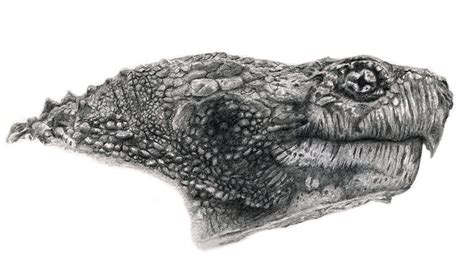 Graphite Pencil Drawing Tutorials of Animals 的图像结果