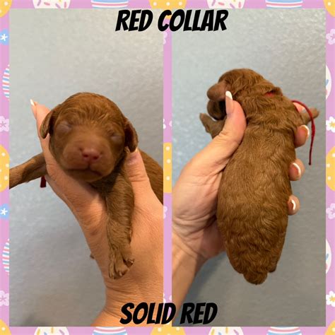 Image result for Red Mini Cockapoo