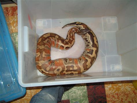 Python Snake Curses 的图像结果