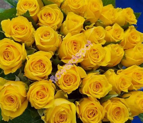 Fresh Roses,Fresh Cut Roses,Fresh Red Roses Suppliers Karnataka