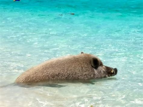 The 5 Best Boat Trips in Nassau - Hellotickets