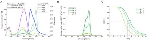 Genetically Encoded Ratiometric pH Sensors for the Measurement of Intra ...