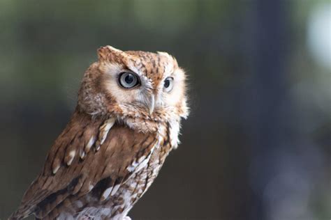 Owls in Michigan: 11 Species in the Great Lakes State