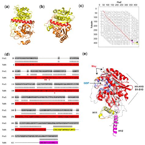 The Antitumor Agent Ansamitocin P-3 Binds to Cell Division Protein FtsZ ...