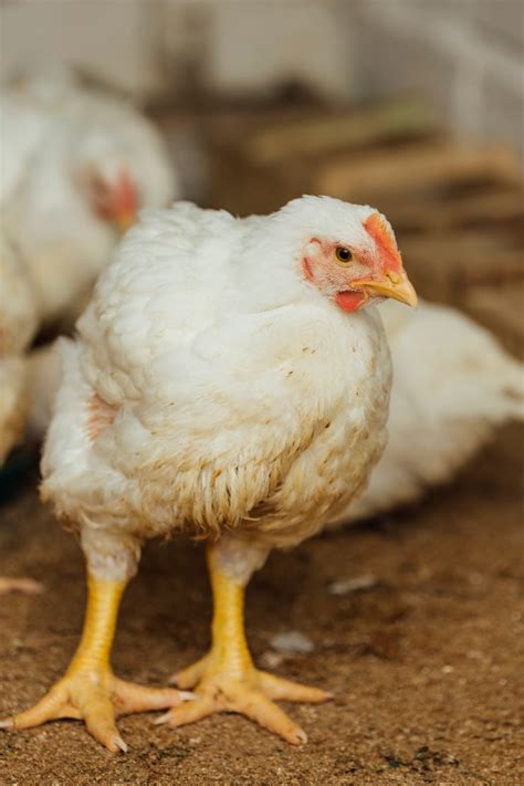 Chicken Photos - Download Free High-Quality Pictures | Freepik