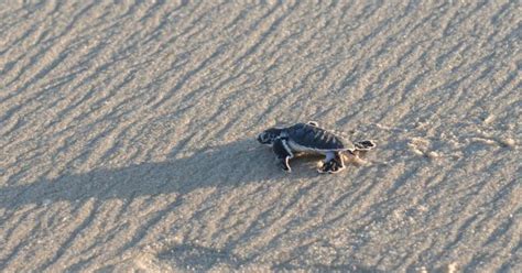 Turtle Walks In The City | Chennai | Whats Hot | WhatsHot Chennai