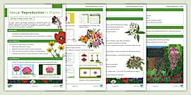 Sexual Reproduction in Flowering Plants Notes (teacher made)