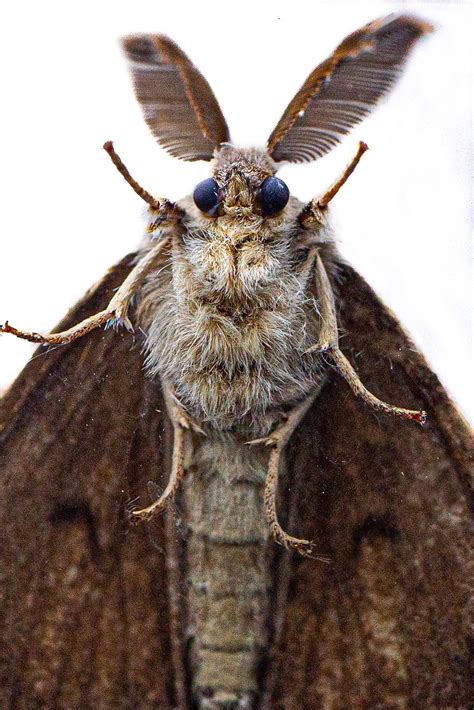 Image result for Gypsy Moth