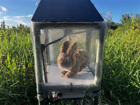 Image result for Python Removal Rabbits