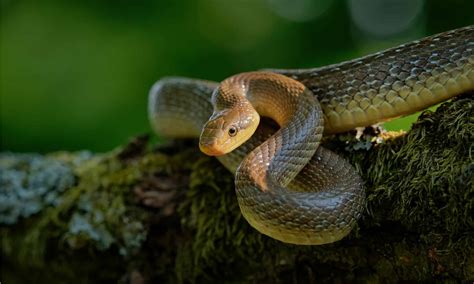 What Eats Snakes? 10 Animals That Eat Snakes - A-Z Animals Slideshows