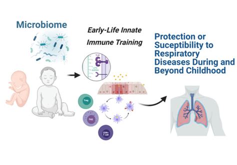 Early Microbial–Immune Interactions and Innate Immune Training of the ...