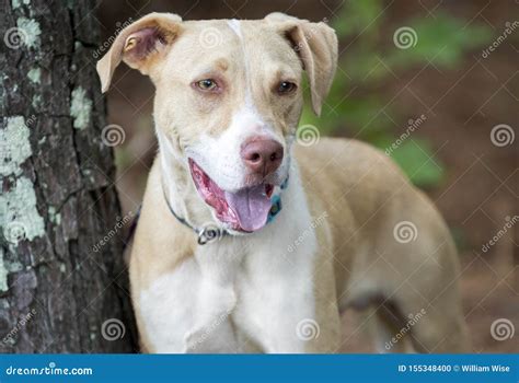 Labrador Pitbull Mix Breed Puppy Dog Adoption Photo Stock Photo - Image ...