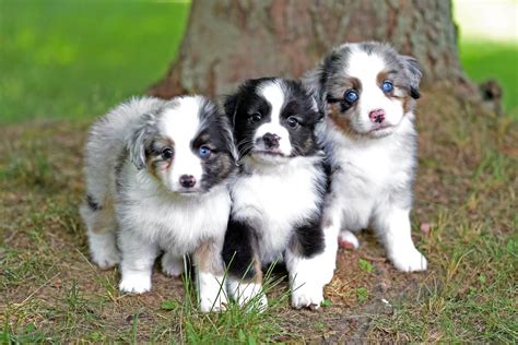 Poodle Miniature Australian Shepherd Mix