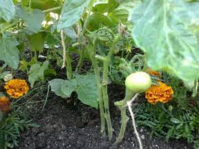 Sebze bahçesi hazırlama - Page 22 - agaclar.net