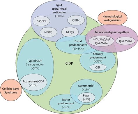Antibodies In Cidp at Emma Sparks blog