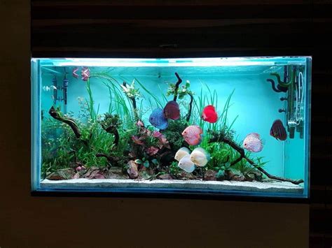 Premium Discus Fish, Food & Medicines | Discus Home
