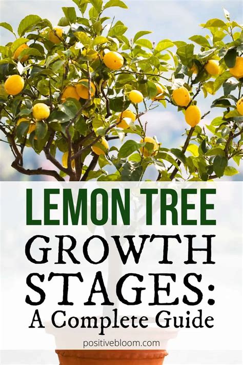 Image result for Full-Grown Lemon Tree