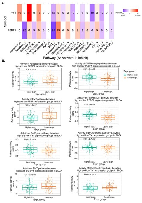 Cross-Talks between RKIP and YY1 through a Multilevel Bioinformatics ...