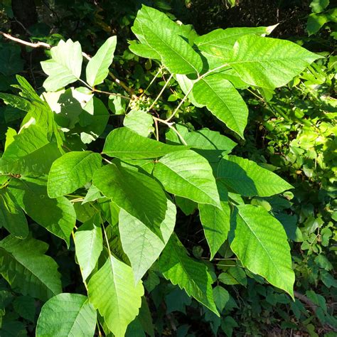What Are Plants That Look Like Poison Ivy at Kathleen Dekker blog