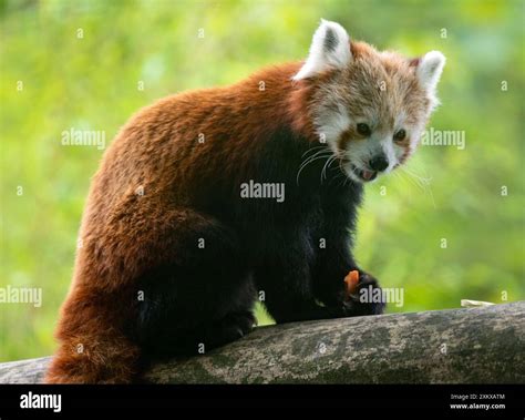 Cute Red Panda at Birmingham Wildlife Conservation Park Stock Photo - Alamy