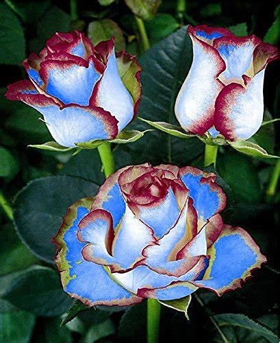 Futaba Double Delight Hybrid Tea Rose - Blue and Maroon - 50 Pcs ...