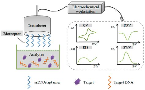 Review of Electrochemical DNA Biosensors for Detecting Food Borne Pathogens