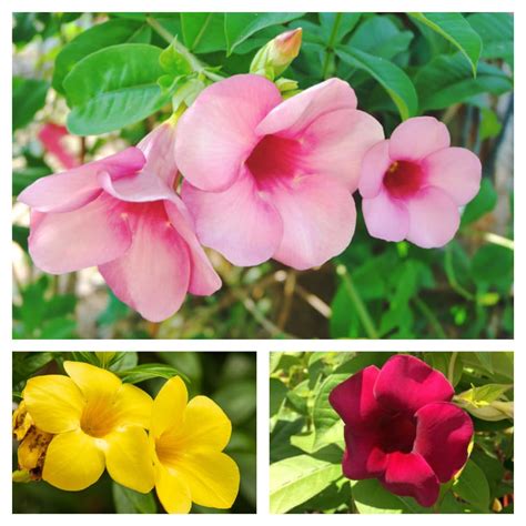 Allamanda Combo Pack Of-3 Red,Pink, Yellow Flower Live Plant Healthy ...