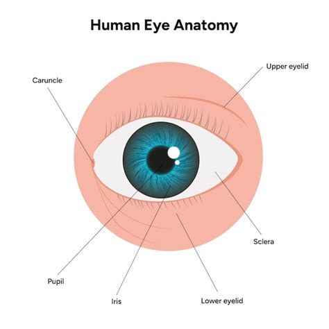 Structure of human eye medical infographic optic iris ophthalmic ...