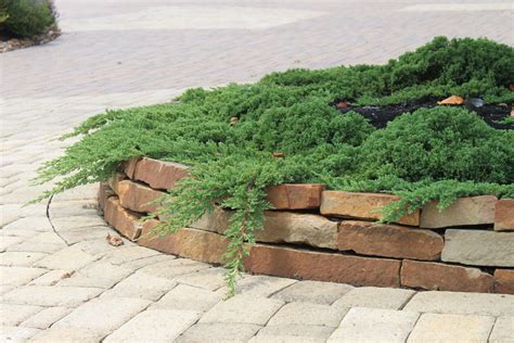 Ground Cover Plants For Rock Walls at Laurence Drake blog