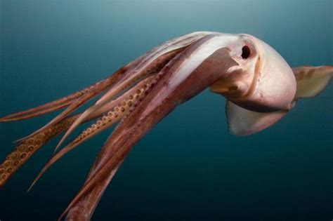Image result for Red Devil Squid
