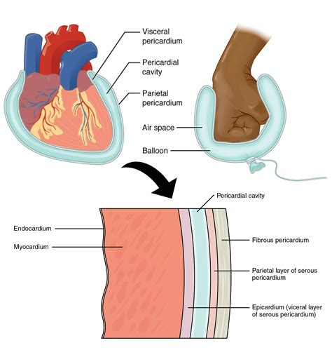 1. Anatomy of the Cardiovascular System - SimpleMed - Learning Medicine, Simplified