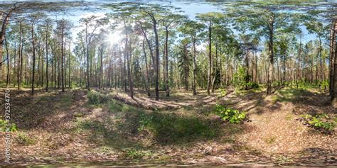 Image result for Equirectangular Forest