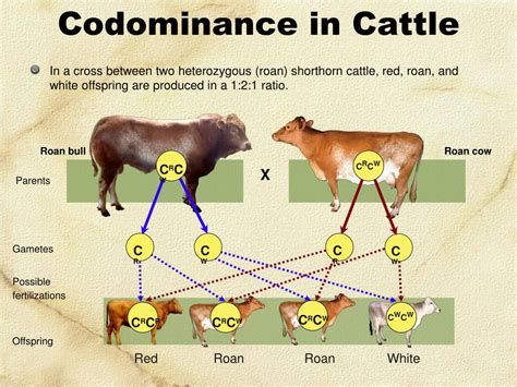Image result for Example of Codominance