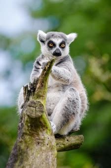 Image result for GTW Tree Algorithm Image