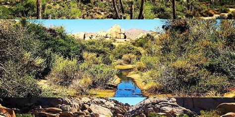 Joshua Tree Tourism (2023): Best of Joshua Tree, CA - Tripadvisor